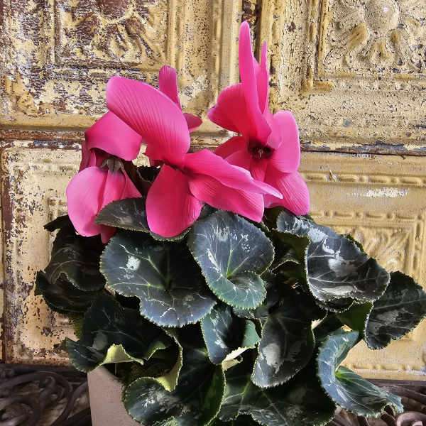 Potted plant with bright pink cyclamen flowers