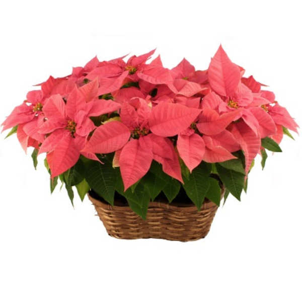 Pink poinsettia plant in a woven basket container