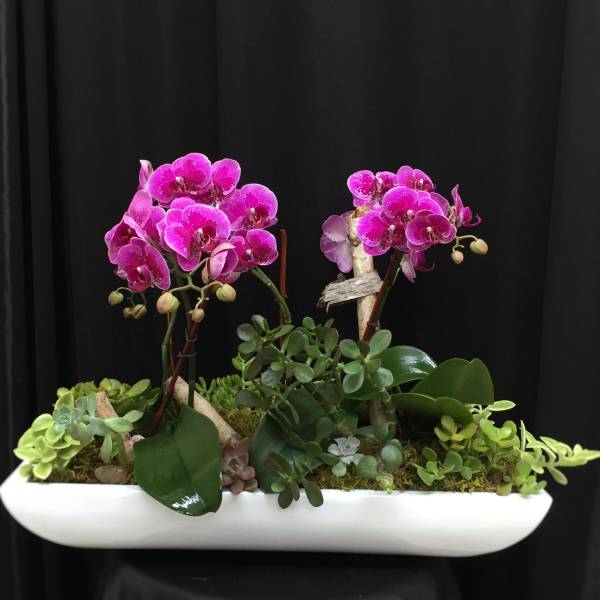 Pink orchids in a white planter with assorted succulents