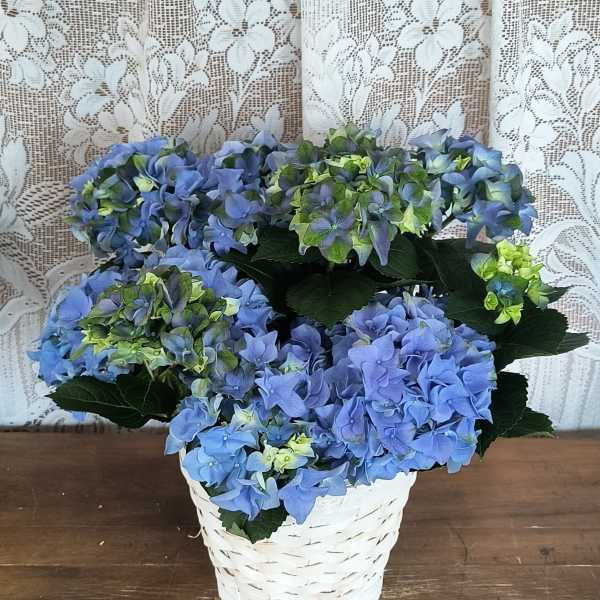 Blue Hydrangea