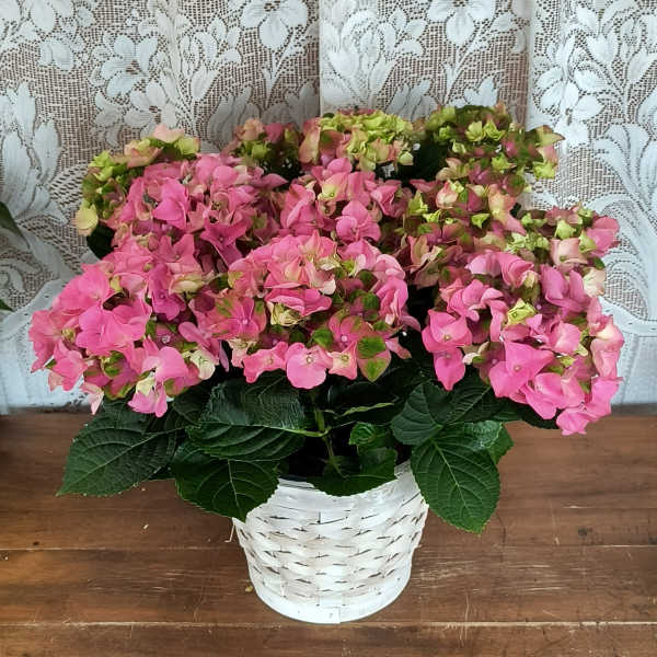 Pink Hydrangea