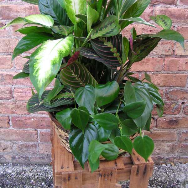 Mixed green houseplants in a woven basket on a wooden stand