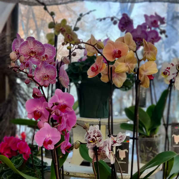 Potted orchids with pink, peach, and speckled blooms on display