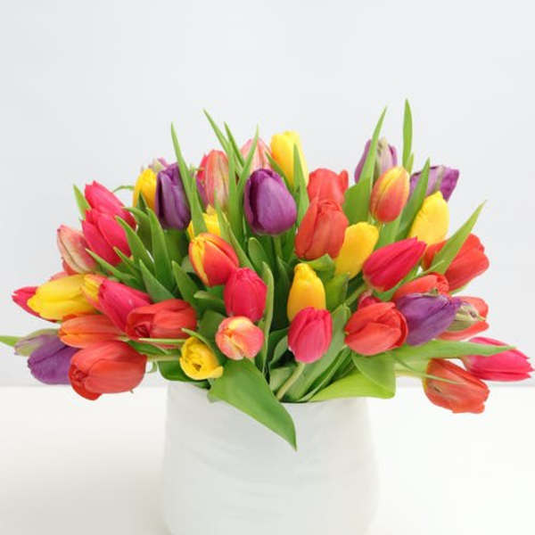 Colorful tulips arranged in a white vase