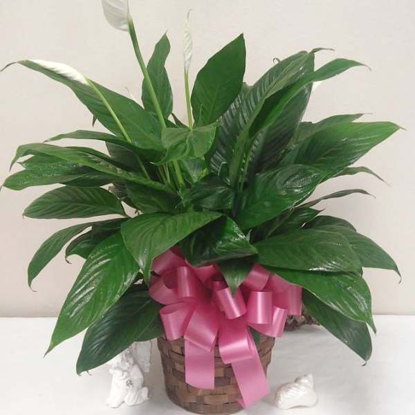 Potted peace lily with white blooms and a pink ribbon