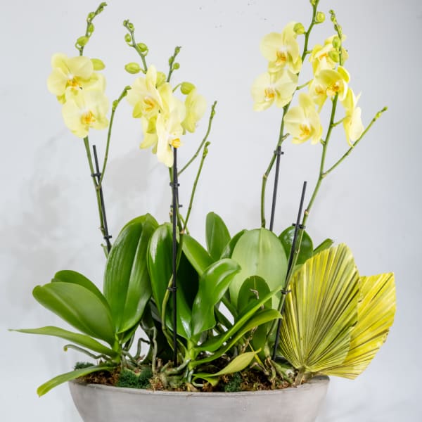 Yellow orchids in a gray bowl planter with broad green leaves