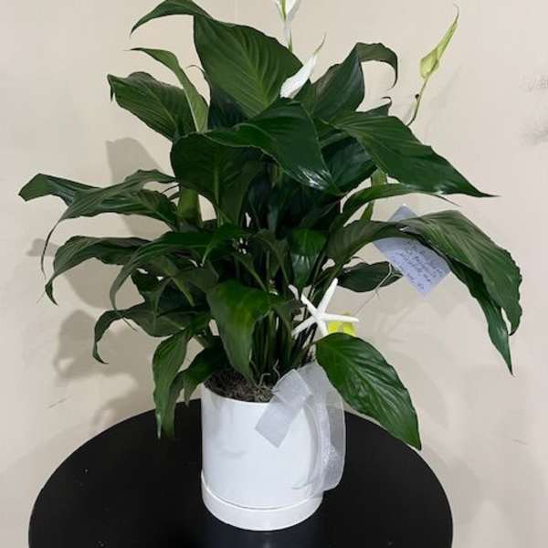 White potted peace lily plant with white blooms