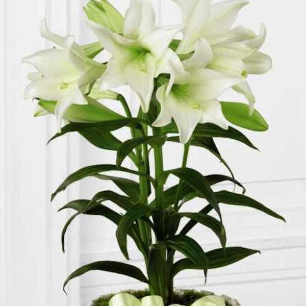 Easter lily Large