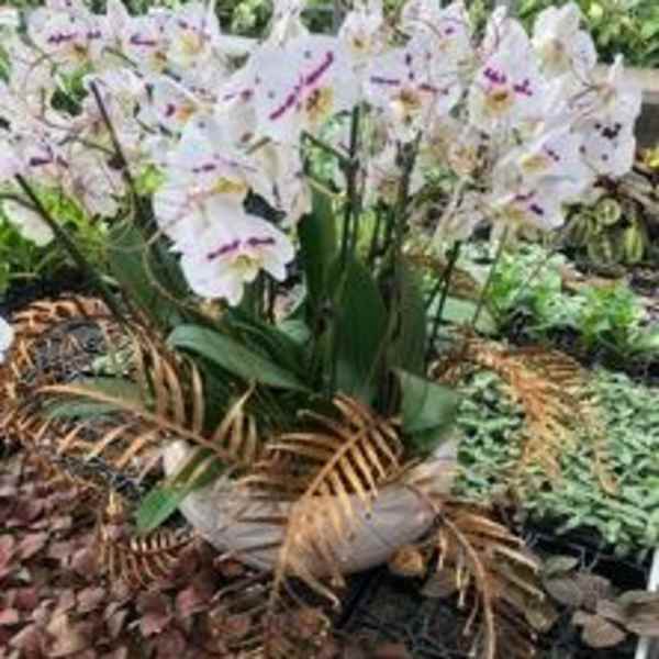 Potted white orchids with purple markings in a garden setting