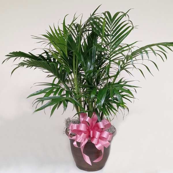 10 in Parlor Palm