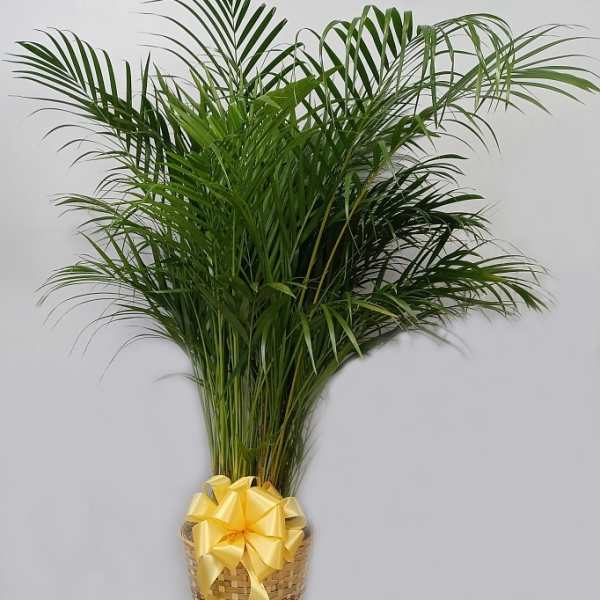 Potted palm plant in a woven basket with a yellow ribbon