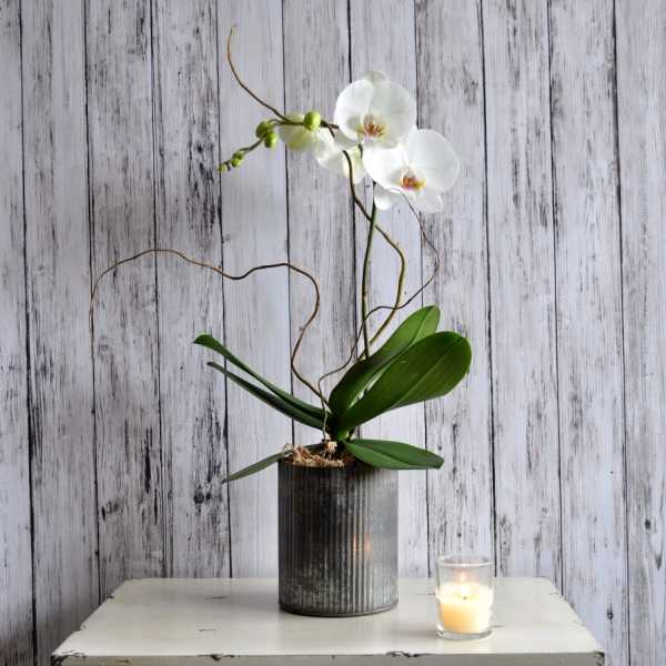 Potted white orchid plant in a metal container beside a small lit candle
