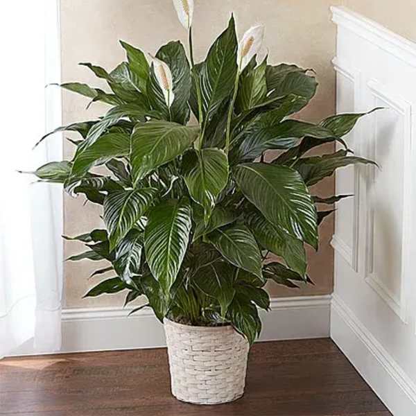 Potted peace lily with white blooms in a woven basket