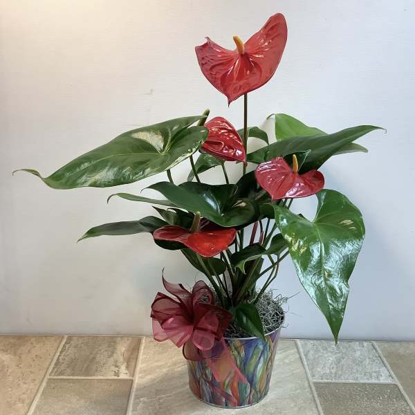 Potted anthurium plant with red blooms and glossy green leaves in a decorative container