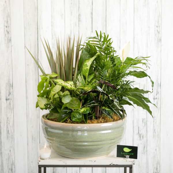 Mixed green houseplants arranged in a ceramic bowl planter