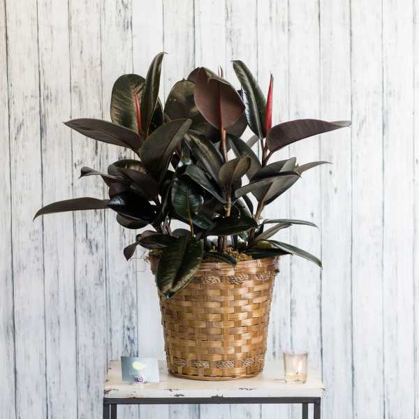 Potted rubber plant with dark glossy leaves in a woven basket on a small table.