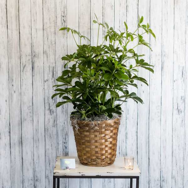 Tall green houseplant in a woven basket on a small table with a candle and card