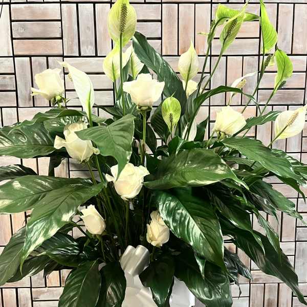 White roses and peace lilies in a patterned vase with a white ribbon