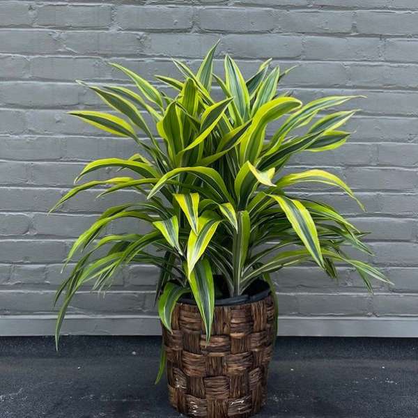 Potted dracaena plant with striped green and yellow leaves in a woven basket cover