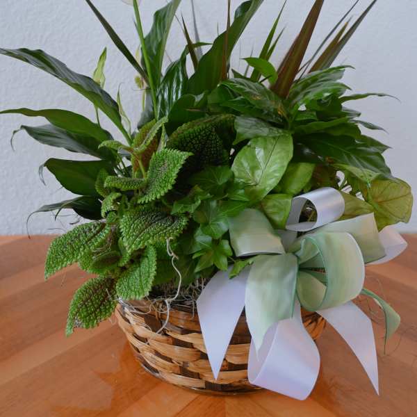 Basket arrangement of green plants with a white calla lily and ribbon bow