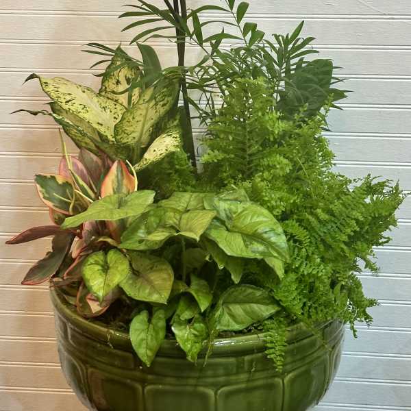 White orchid in a green bowl planter with assorted houseplants