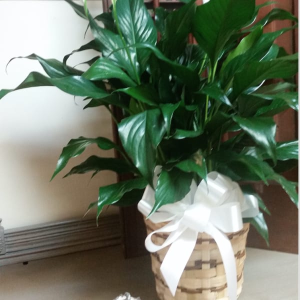 Potted peace lily with white blooms in a woven basket tied with a white bow