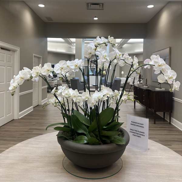 White orchids arranged in a large bowl planter on a table