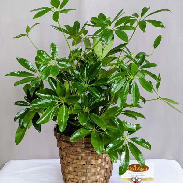 Potted green houseplant in a woven basket planter