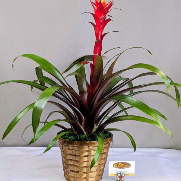 Brilliant Bromeliad - 6" Planter