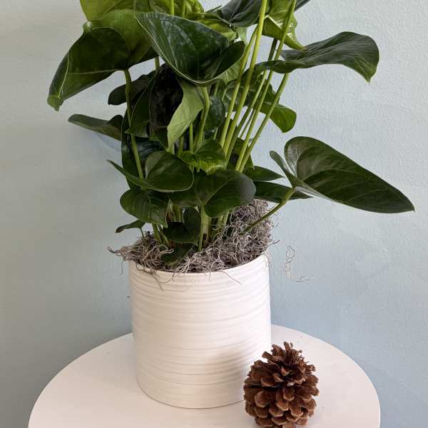 8" White Anthurium Plant