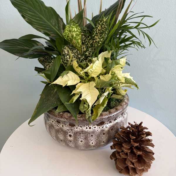 6" Poinsettia Dish Garden