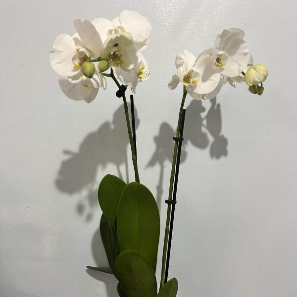 White orchid plant in a white pot with two blooming stems