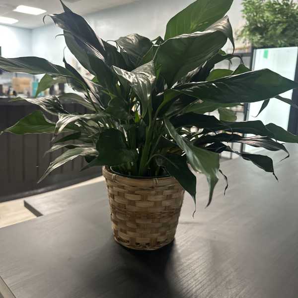 Potted green houseplant in a woven basket cover
