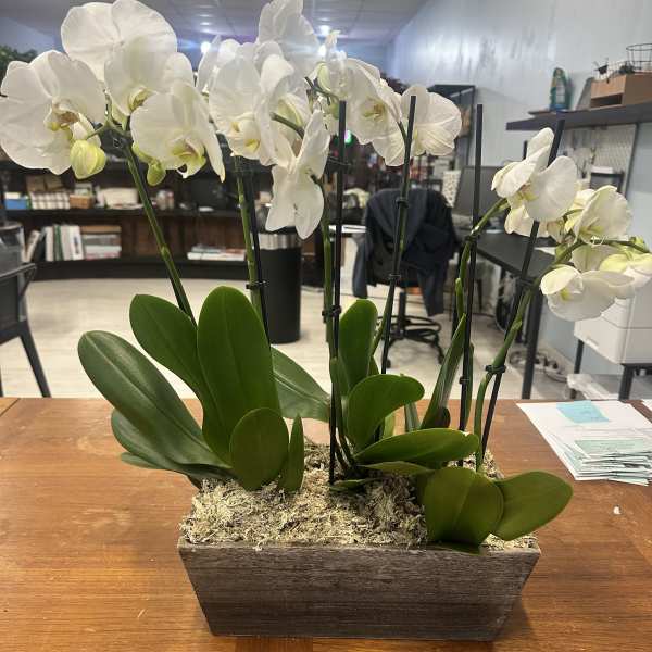 White orchids in a rectangular wooden planter