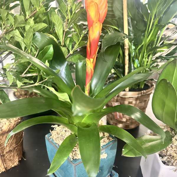 Potted bromeliad with a tall orange flower spike in a blue square planter