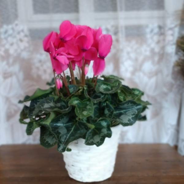 Cyclamen