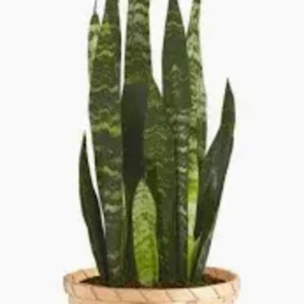 Potted snake plant in a woven basket planter