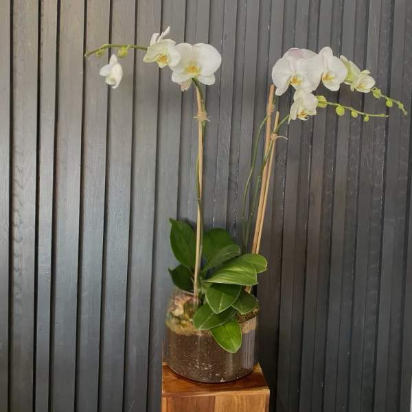 Double Stem White Orchid
