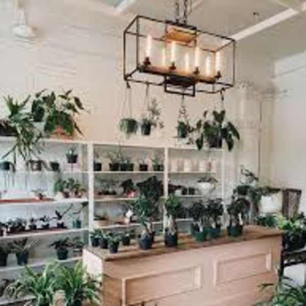 Plant shop interior with many potted houseplants on shelves and a wooden counter