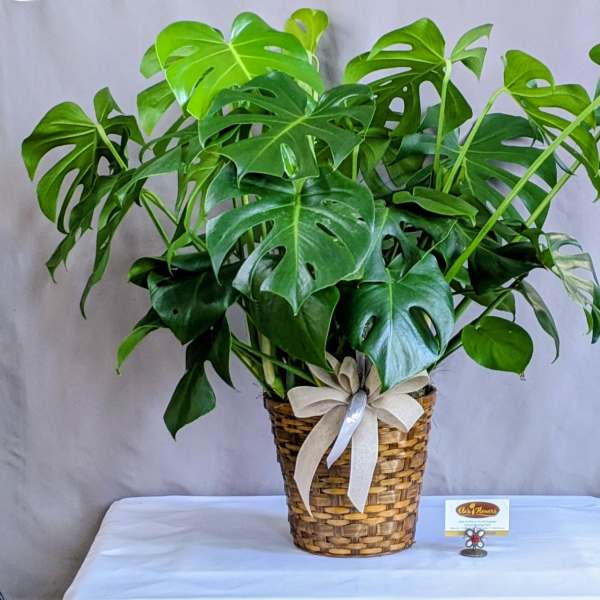 Potted monstera plant in a woven basket with a ribbon bow