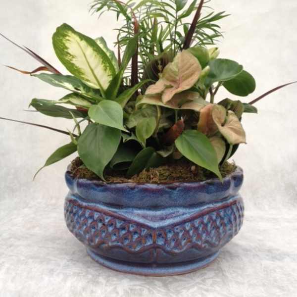 Mixed green houseplants arranged in a blue ceramic planter