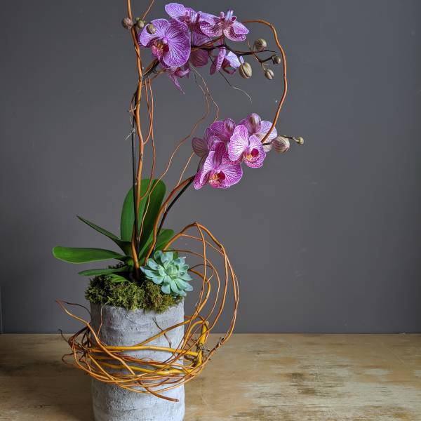 Purple orchids in a concrete pot with a succulent and decorative twigs