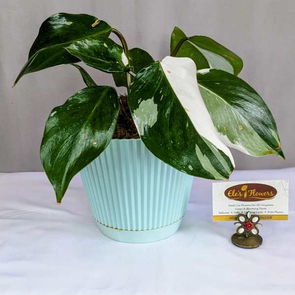Variegated green-and-white potted plant in a light blue pot