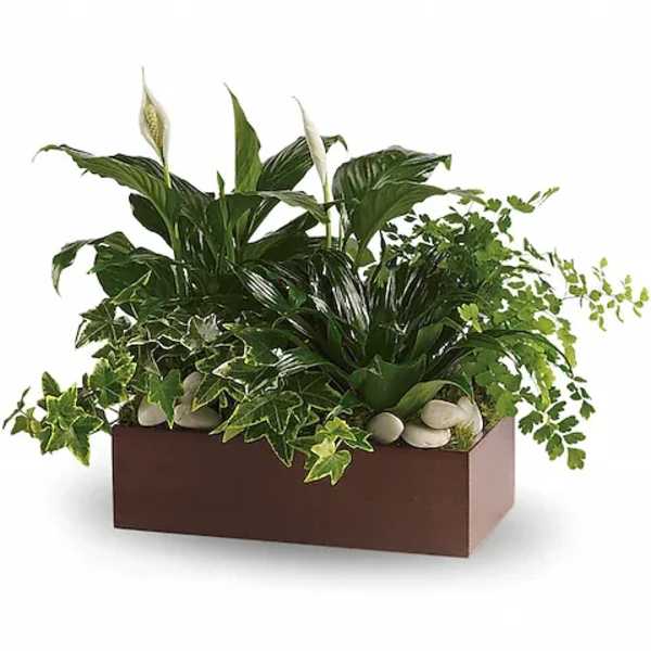 Green plant arrangement in a rectangular brown planter with white stones