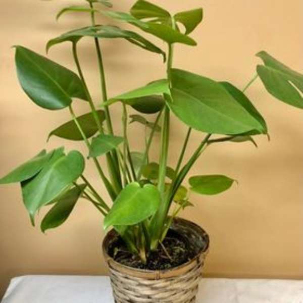 Potted green houseplant in a woven basket planter