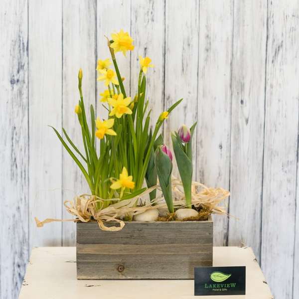 Yellow daffodils and pink tulips in a wooden box planter
