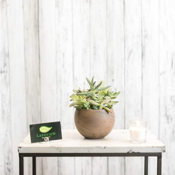 Small succulent arrangement in a round ceramic pot on a table