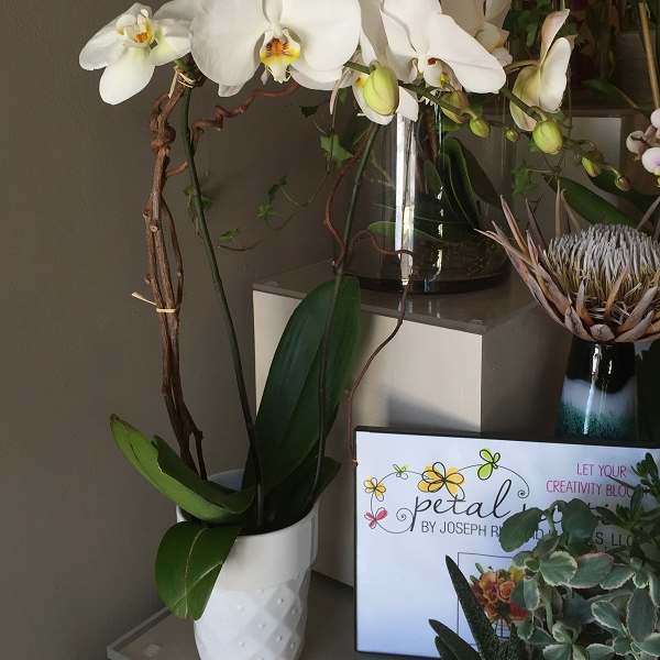 White orchid stems in a white vase with green leaves