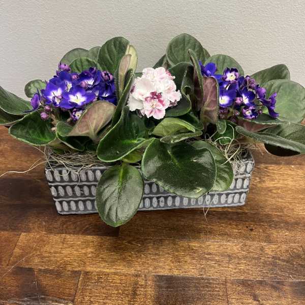 Potted African violets with purple and pink blooms in a rectangular planter