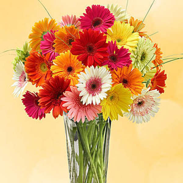 Colorful gerbera daisies arranged in a clear glass vase